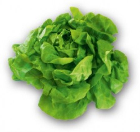 Kopfsalat Werbeplakat