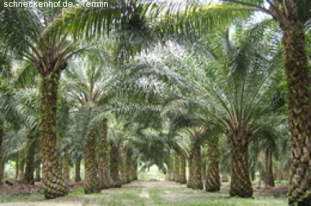 Energie aus Mittelamerika Werbeplakat