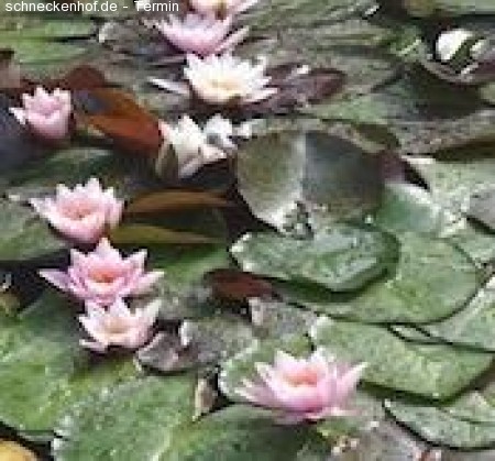 Das Geheimnis der Metamorphose Werbeplakat